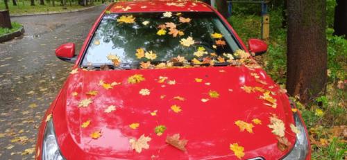 Частичка природы, фото В.Кузьмин, сентябрь, 2021