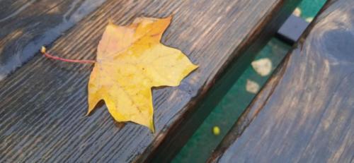 Частичка природы, фото В.Кузьмин, сентябрь, 2021