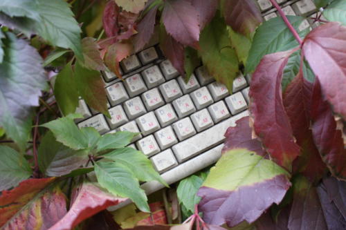 Осенняя игра красок (фото В.Кузьмин, октябрь, 2021)