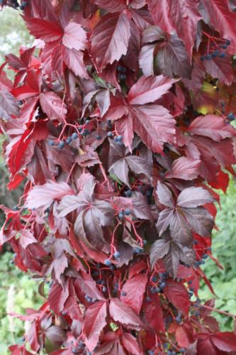 Осенняя игра красок (фото В.Кузьмин, октябрь, 2021)