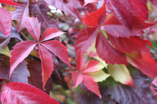 Осенняя игра красок (фото В.Кузьмин, октябрь, 2021)