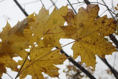 Осенняя игра красок (фото В.Кузьмин, октябрь, 2021)