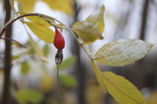 Осенняя игра красок (фото В.Кузьмин, октябрь, 2021)