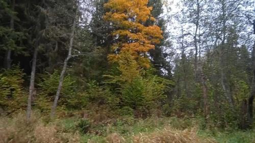 Частичка природы, фото В.Кузьмин, сентябрь, 2021