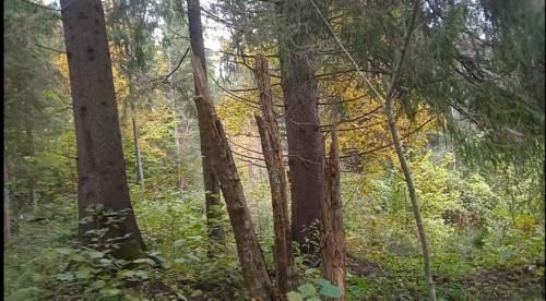 Частичка природы, фото В.Кузьмин, сентябрь, 2021