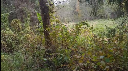 Частичка природы, фото В.Кузьмин, сентябрь, 2021