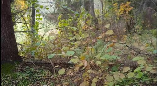 Частичка природы, фото В.Кузьмин, сентябрь, 2021