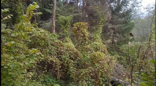 Частичка природы, фото В.Кузьмин, сентябрь, 2021