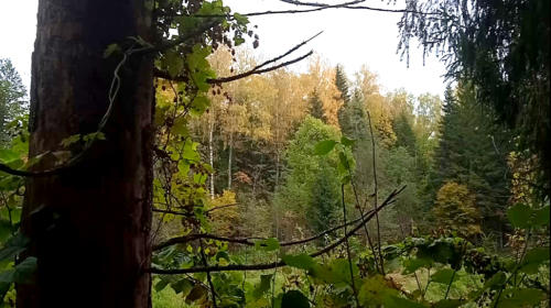 Частичка природы, фото В.Кузьмин, сентябрь, 2021