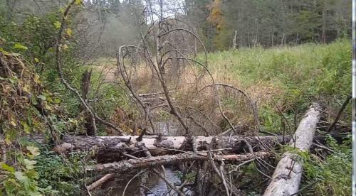 Частичка природы, фото В.Кузьмин, сентябрь, 2021