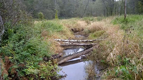 Частичка природы, фото В.Кузьмин, сентябрь, 2021