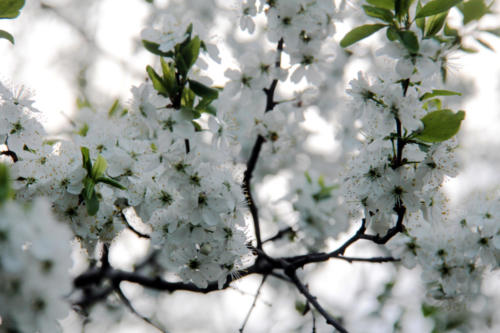 Природа Клина и района, весна (фото Василия и Дмитрия Кузьминых)